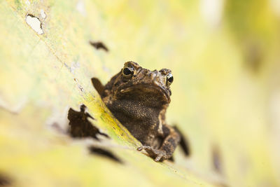 Close-up of frog on leaf