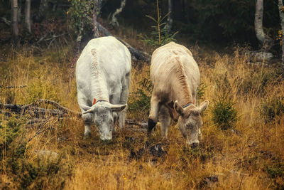 Cow in a field