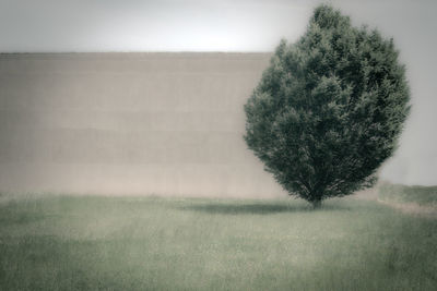 Tree on field against sky