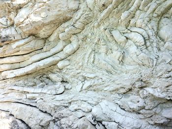 Full frame shot of tree trunk