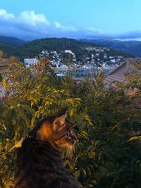 Cat by tree against sky in city