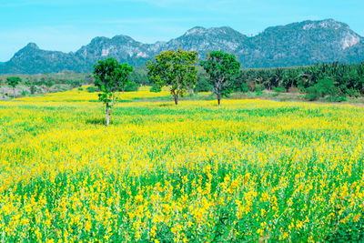 Scenic view of field against sky