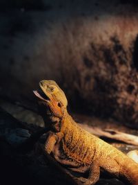Close-up of a lizard looking away