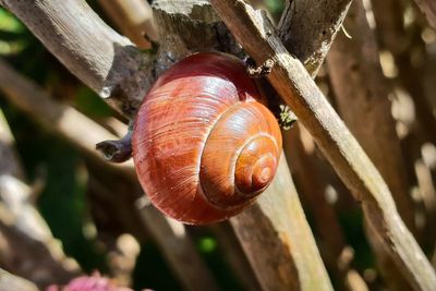 Close-up of snail on tree