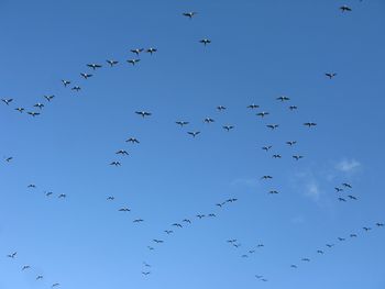 Low angle view of birds flying against clear blue sky