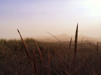 Scenic view of grassy field against sky