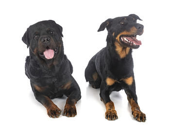 Black dog sitting against white background