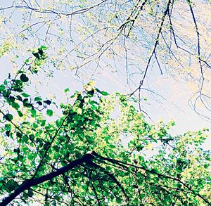 Low angle view of trees against sky