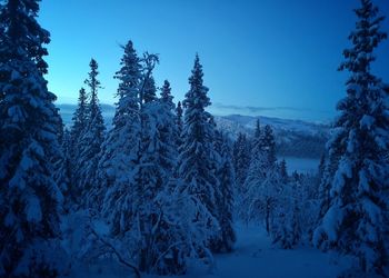 Pine trees on snow covered land against blue sky