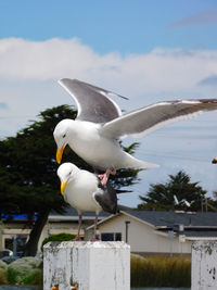 Seagull flying over wooden post against sky