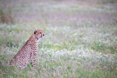 Cheetah in the grassland in the national park