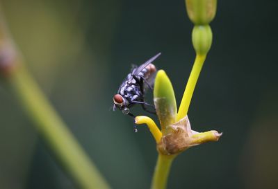 Close-up of insect on plant