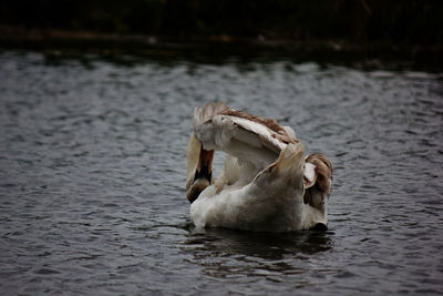 Swan swimming in lake