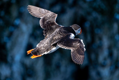 Close-up of bird flying