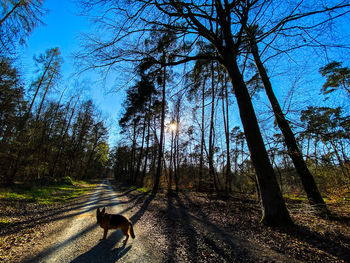 Dog on road amidst trees in forest