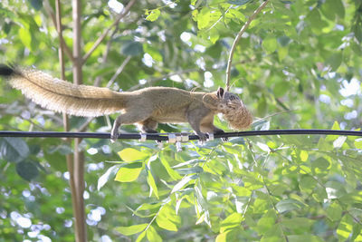 Low angle view of squirrel on tree