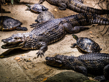 High angle view of alligators and tortoise walking on sand