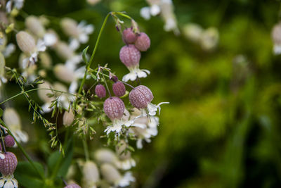 Close-up of pink flowering plant