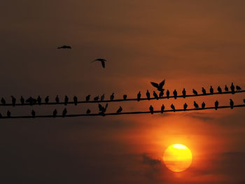 Low angle view of silhouette birds flying against sky during sunset