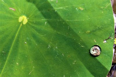 High angle view of green leaves in water