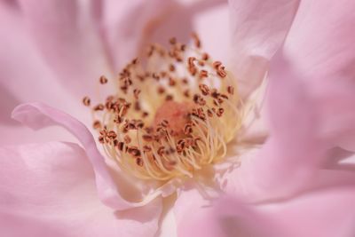 Close-up of pink rose flower