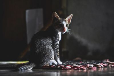 Cat on table