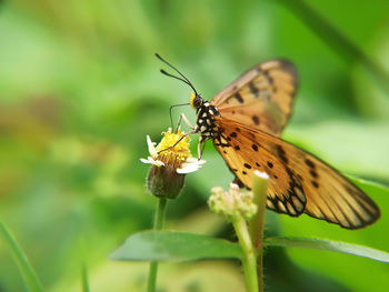 Close-up of butterfly pollinating on flower