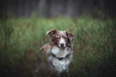 Portrait of dog on field