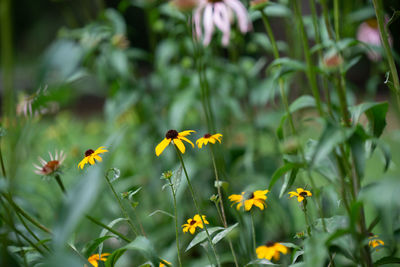 Close-up of yellow flowering plant