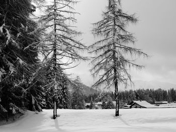 Trees in snow covered landscape