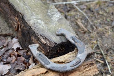 Close-up of lizard on tree trunk