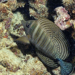 Close-up of fish swimming in sea