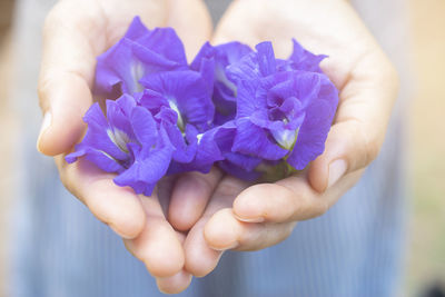 Close-up of hand holding purple flower