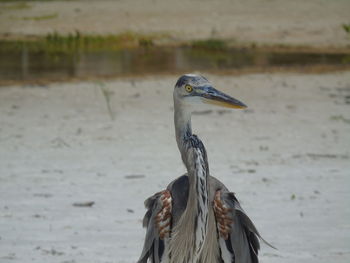 Close-up of gray heron on shore
