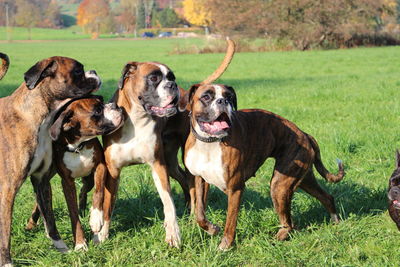Boxers on grassy field
