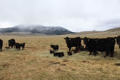 Cows standing in a field