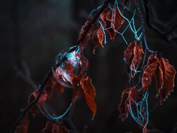 Close-up of dry leaf hanging on tree