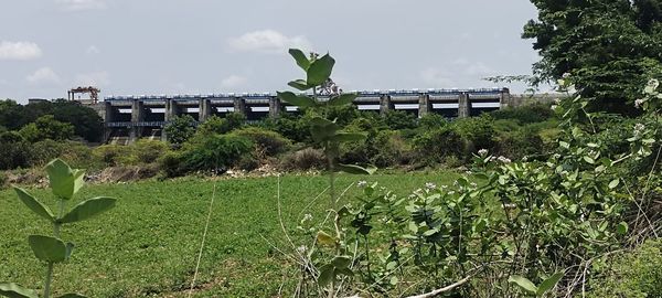 Plants and trees on field against sky
