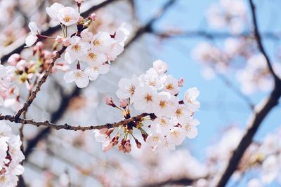 Close-up of cherry blossoms in spring