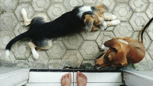 Low section of person standing in doorway with dogs