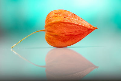 Close-up of orange fruit on table