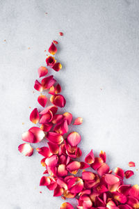 Close-up of pink flowers against white background