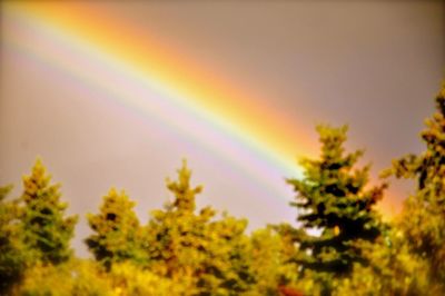 Rainbow over trees