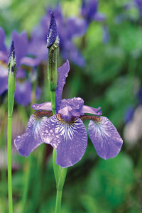 Close-up of purple iris blooming outdoors