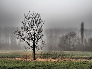 Bare tree on field during foggy weather