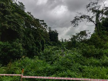 Trees growing in forest against sky