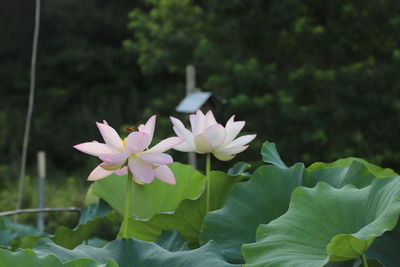Close-up of pink lotus water lily