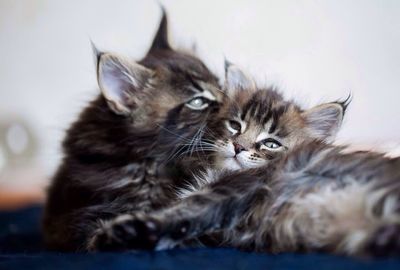 Close-up of kitten sitting