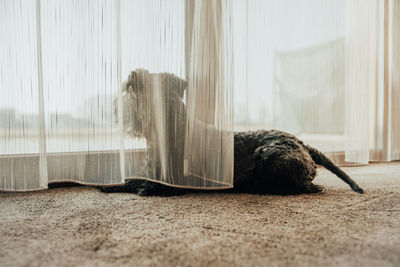 Cat lying in the window