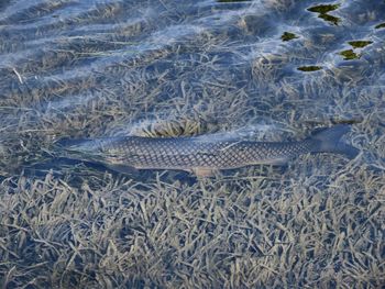 High angle view of fishes swimming in sea